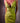 Chartreuse Satin Corset Dress Small